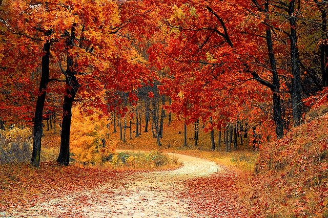 Bäüme und ein Weg mit Herbstlaub